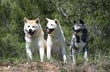 AKITA INU 370